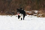 BORDER COLLIE 1173